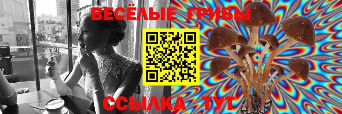 Галлюциногенные грибы Psilocybe  Кореновск 